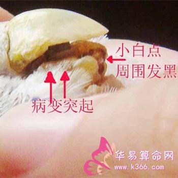 做梦梦见生疥癣有什么含义