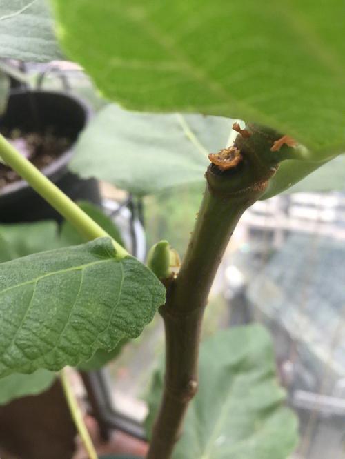梦见无花果树好不好