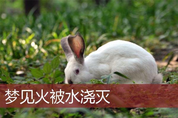 梦见满天的鸟火灾