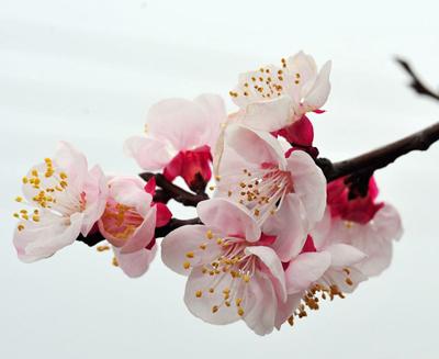 梦见杏花开周公解梦查询