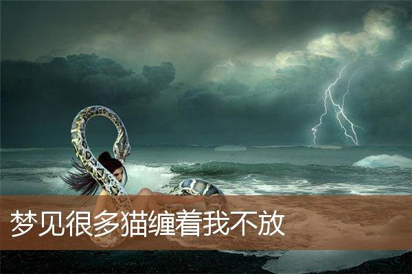 梦见被猫纠缠