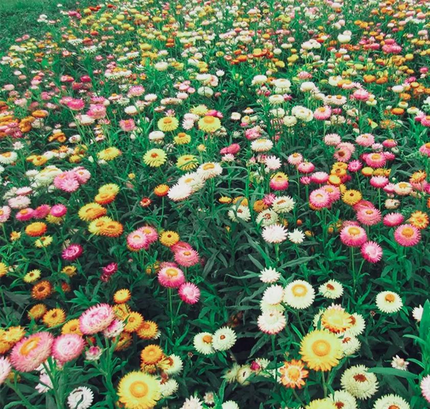 花香醉人五行吉凶_花香醉人成语故事