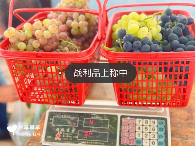 梦见在菜园摘葡萄吃
