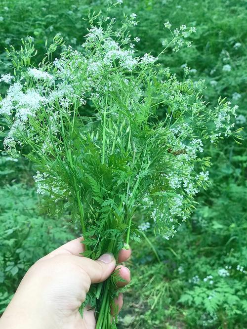梦见大母猪进我院子