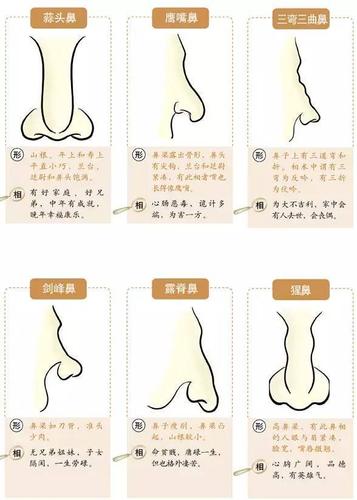 鼻子看相图解 这五种鼻子是成功人士
