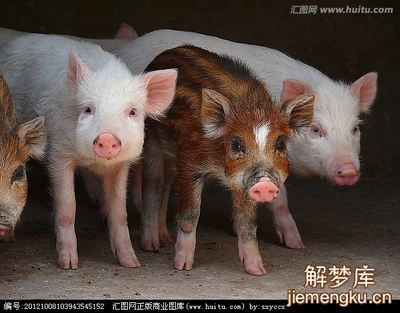 梦见三只猪是什么意思