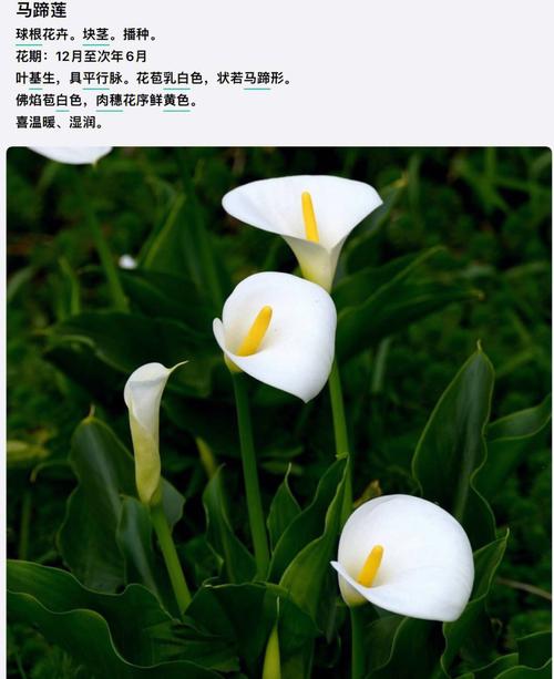 一叶兰花语:天长地久