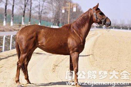 梦见高头大马有什么预兆