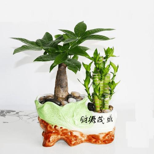 家中摆放什么植物招财纳福