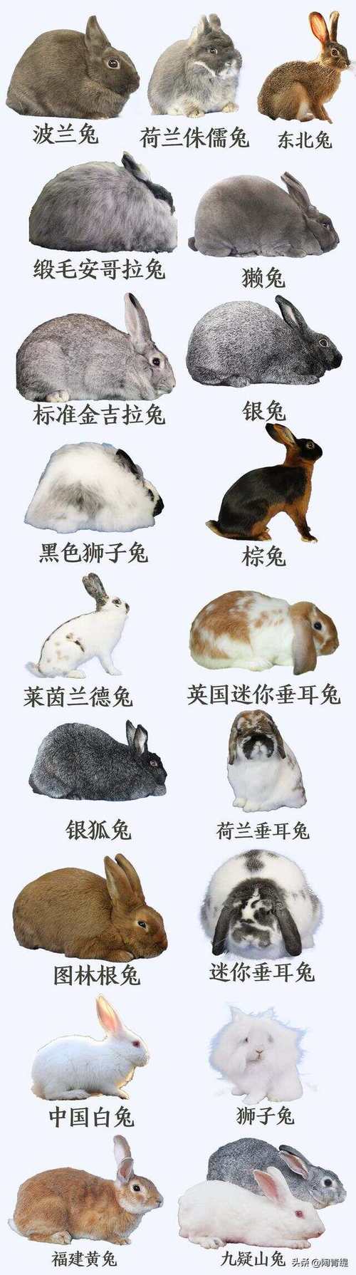 2021年十月兔男运势解析大全最详细版本