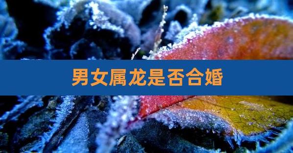 男女都属龙结婚会幸福吗