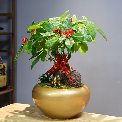 客厅十大招财植物摆件