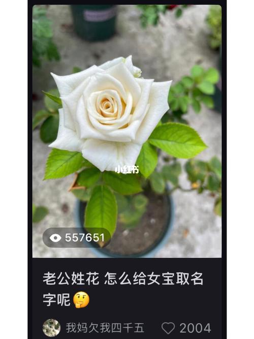 8月出生花姓男宝宝名字