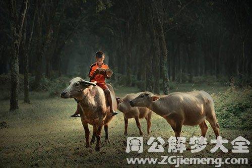 梦见在山上放牛