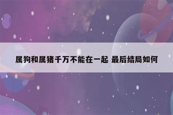 属狗和属猪在一起好不好?平平淡淡少矛盾
