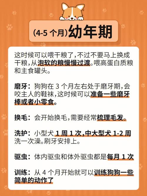 狗狗年龄对照表