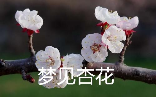 梦见杏花开,梦见杏树开花