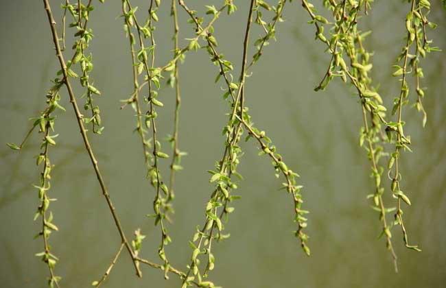杨柳木命命中带食伤吗