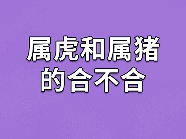 属猪和属虎的财运合吗