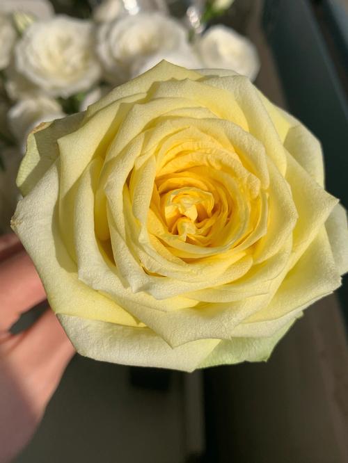 双子座代表花