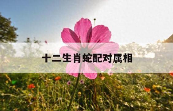 蛇和什么生肖配对最好
