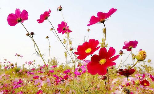8月幸福如鲜花灿烂