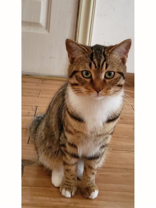 梦见猫小老虎吃猫