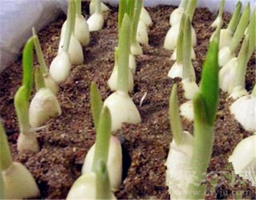 4月19日花语:野生大蒜,生日花语精力充沛