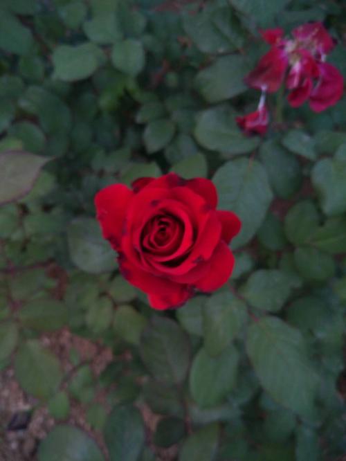 梦见玫瑰花好吗,梦见玫瑰花代表了什么?