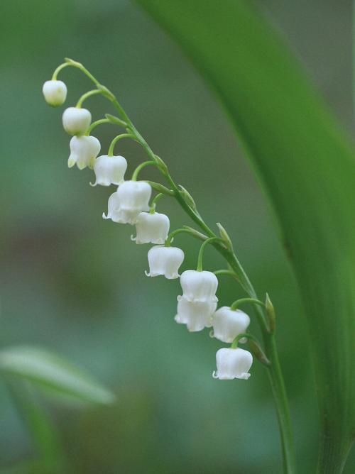 铃兰花的花语:纯洁、幸福的到来、幸福降临