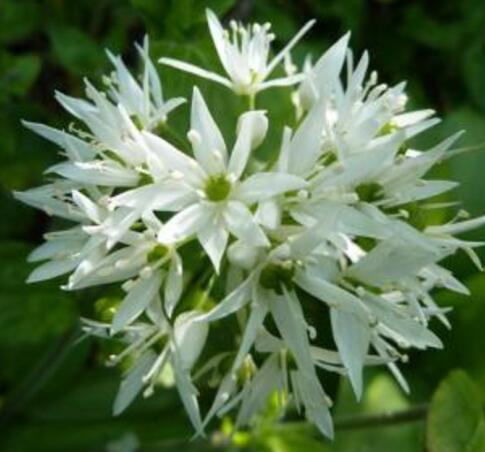 4月19日生日花语:野生大蒜,4月19日是什么星座?