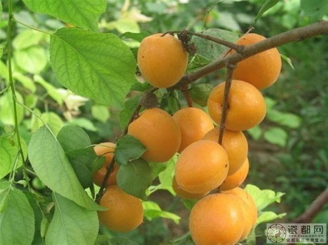 女人梦见自己摘杏子吃有什么预兆