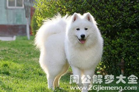 梦见四只大狗