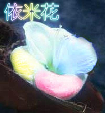依米花花语:转瞬即逝的爱、瞬间的绚烂、奇迹