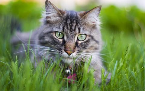 梦见猫变成老虎