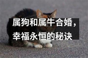 属狗和牛相配婚姻如何