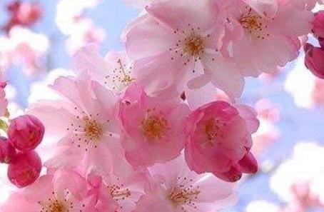 春节桃花最旺的生肖排行