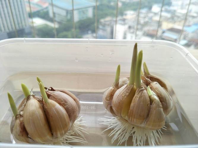 孕妇梦见蒜,孕妇梦见种蒜
