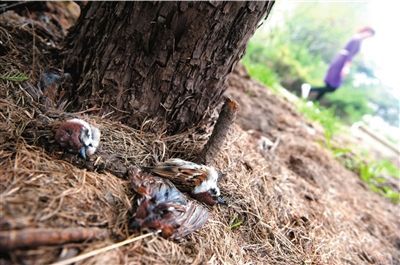 梦见麻雀死了 梦见麻雀死了旁边有蚂蚁