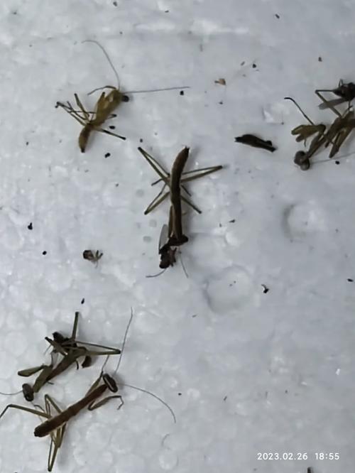 螳螂进家是什么预兆风水