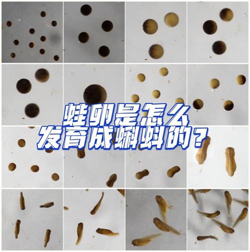 梦见蝌蚪怎么回事