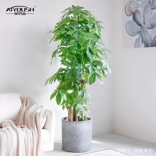 阳台摆放哪些绿植风水比较好?什么植物最旺风水