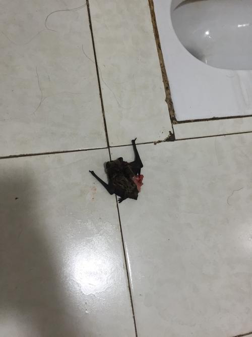 女人梦见打死蝙蝠是什么意思