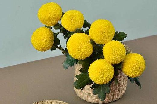 家里养乒乓菊对风水好吗