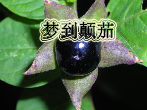梦见颠茄是什么意思