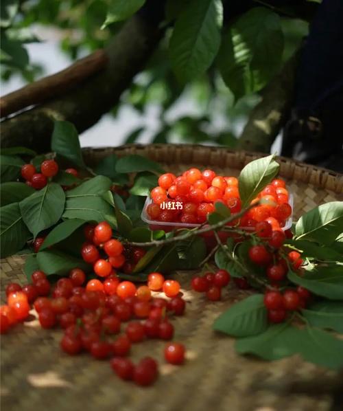 梦见一树红红的樱桃是什么意思