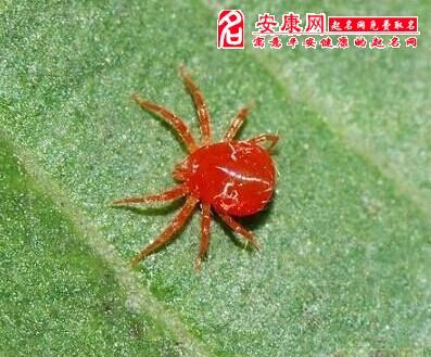 梦见红蜘蛛是什么意思
