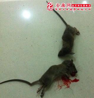 梦见打死小老鼠