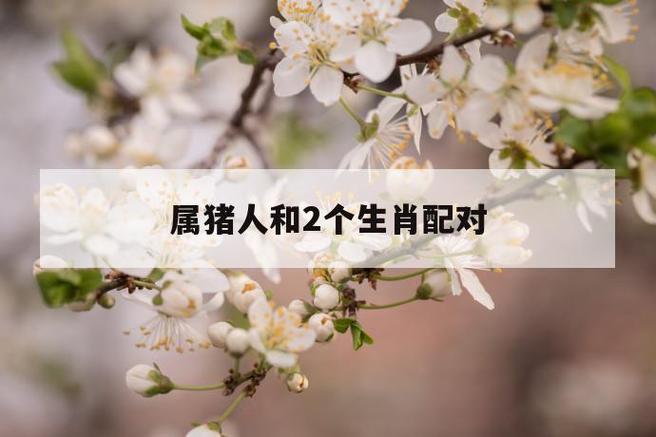 属猪人和2个生肖配对,简直就是