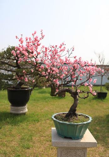 桃花盆栽的风水禁忌